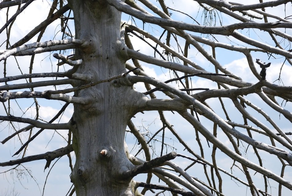 Structure of the tree