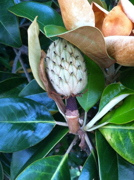 Plant Outside