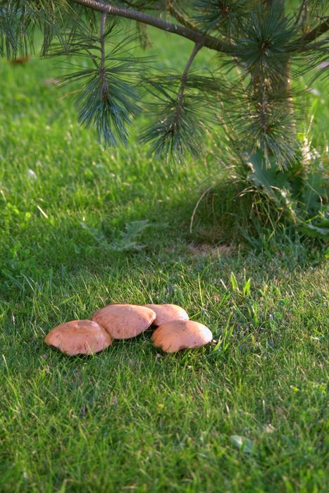 brown Mushrooms on grass at pine