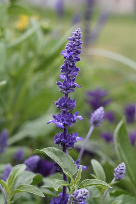 Purple flowers blossom in the summer