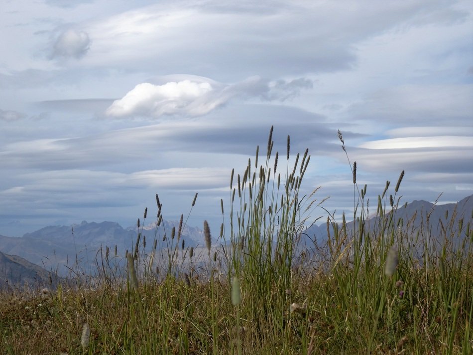 grass in the southern alps close up
