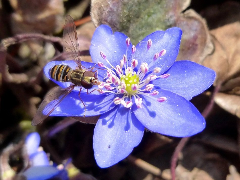 Alaus Blue Flower
