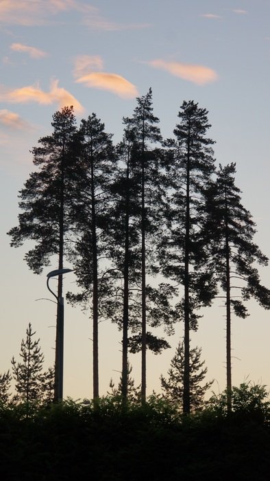 silhouettes of tall trees in the summer evening