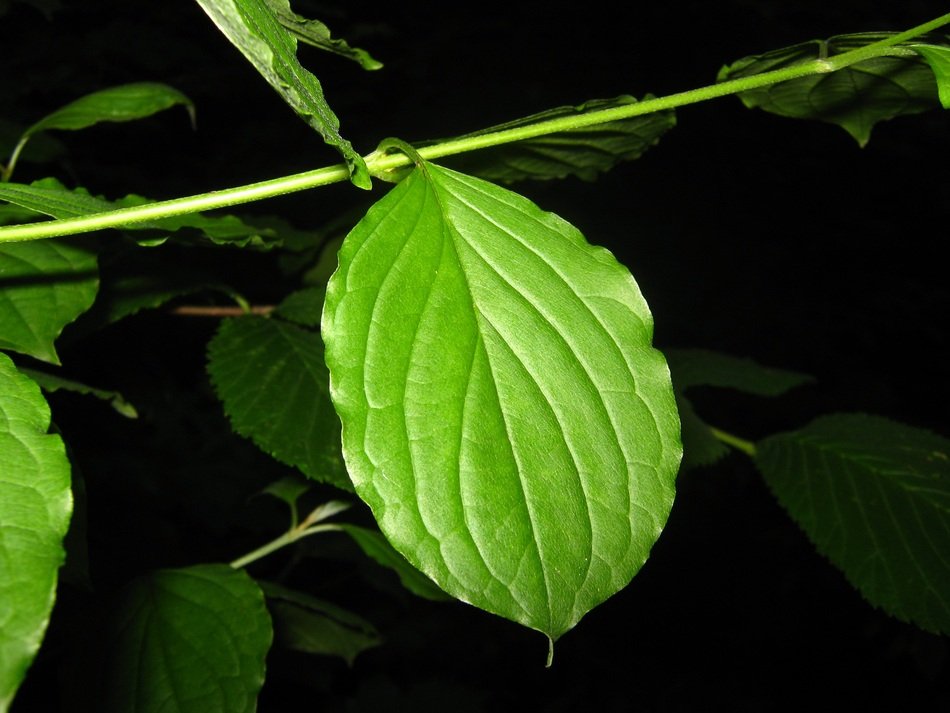green leaves on a branch in the darkness