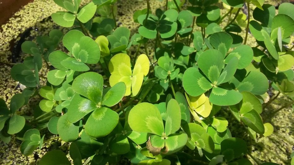 a lor of clever plants in a garden