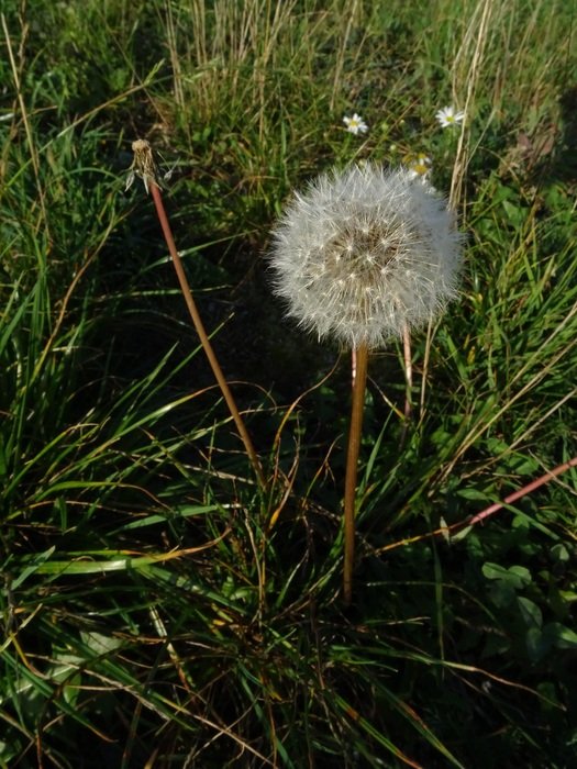 Dandelion Meadow Flower
