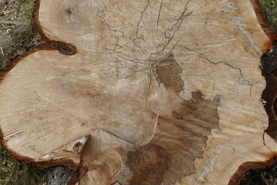 tree with annual rings close up