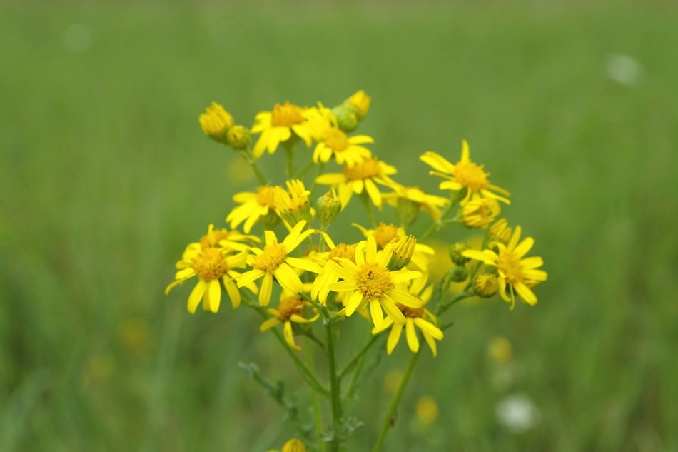 yellow flowers on a background of green field