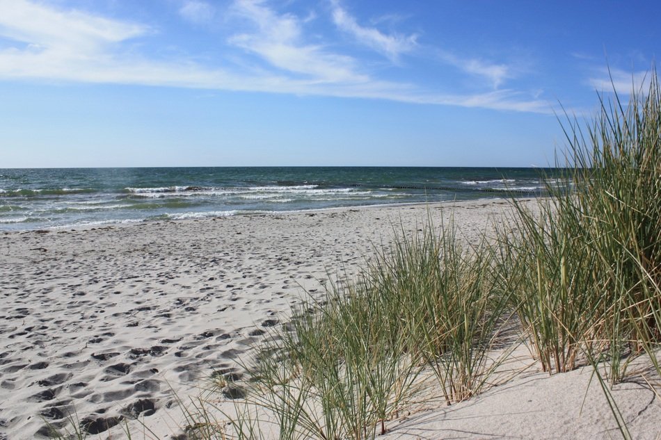 green grass on the beach near the sea