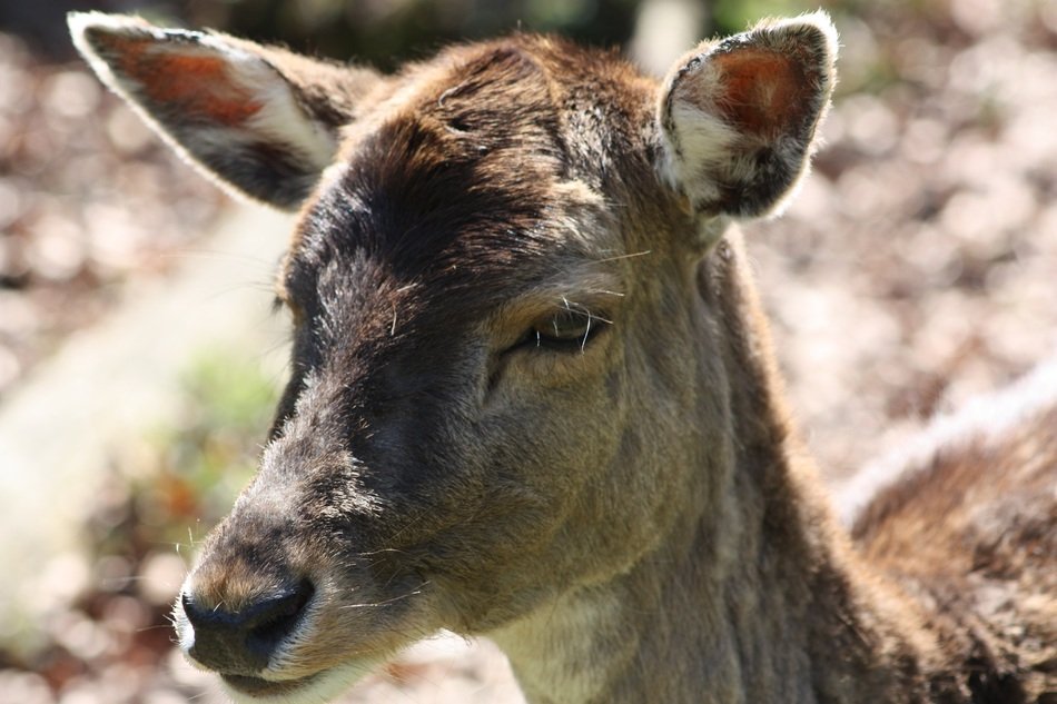 the muzzle of the deer without horns