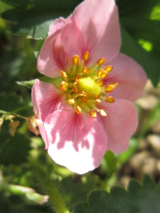 pink strawberry flower in profile closeup