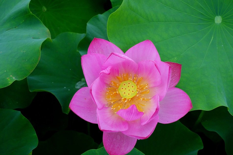 pink lotus on green leaves in a pond