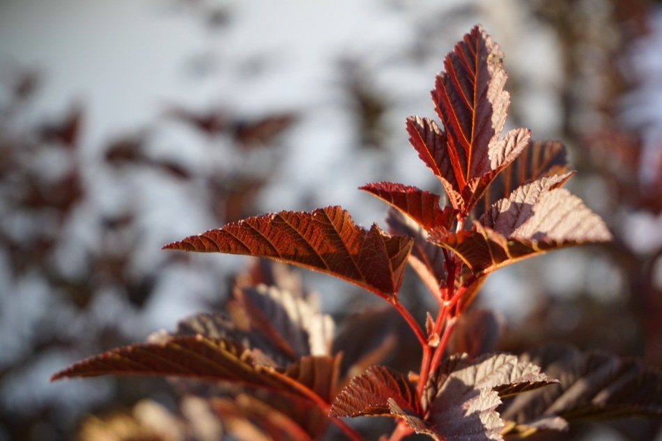 Closeup photo of Red Leaves