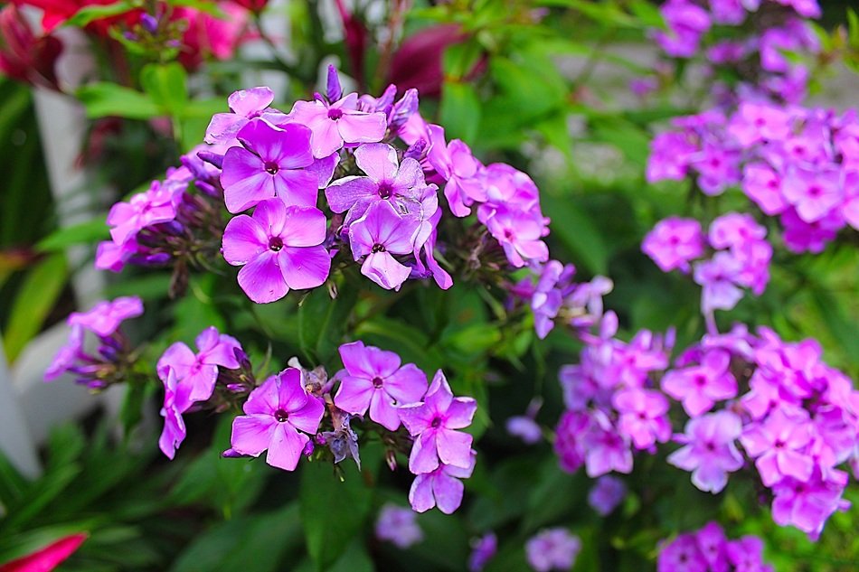 Purple Flowers Purple Bloom