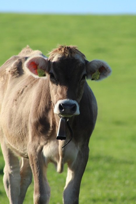 Cow Pasture Nature