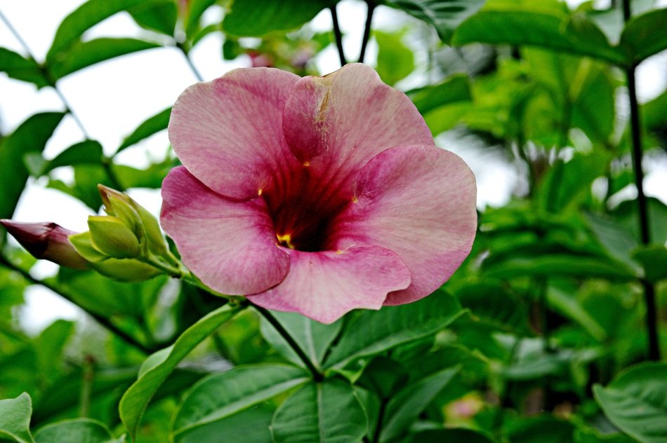 bright flower in the garden