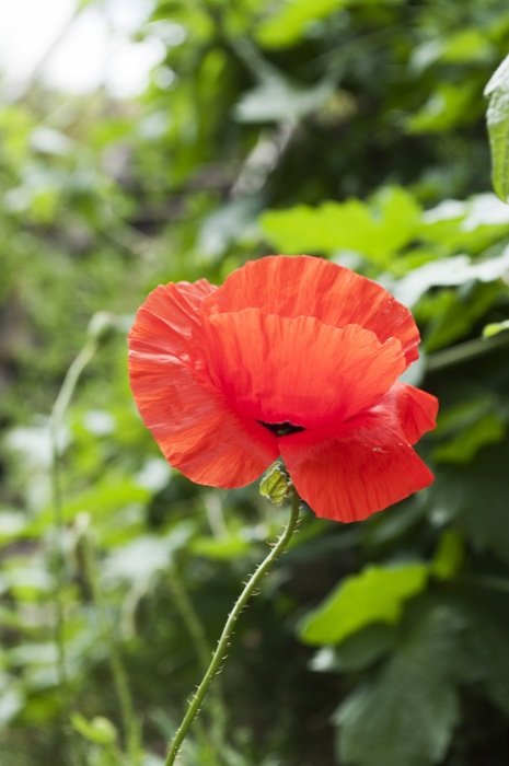 Close-up of the poppy flower in spring