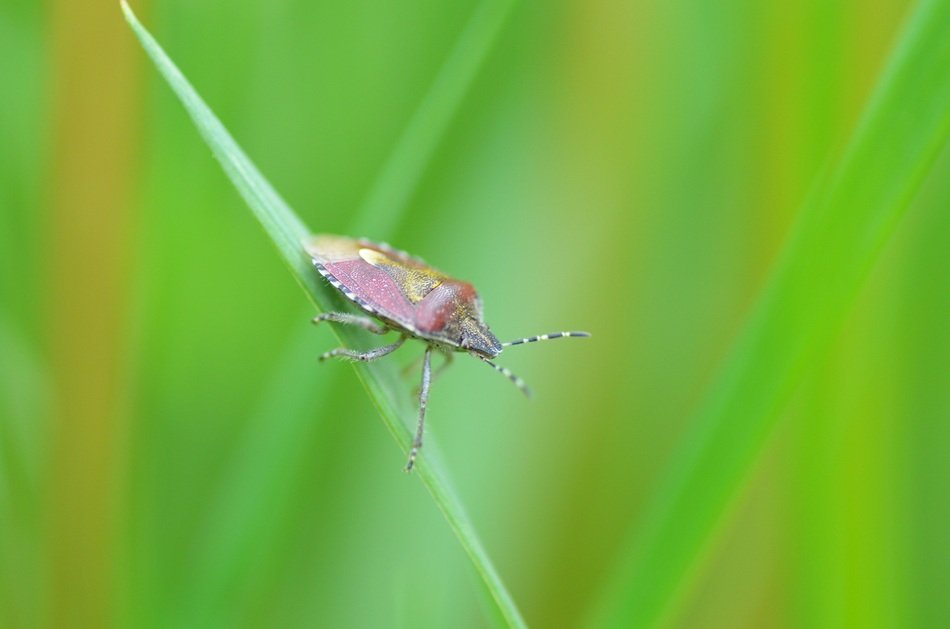 Beetle on the grass