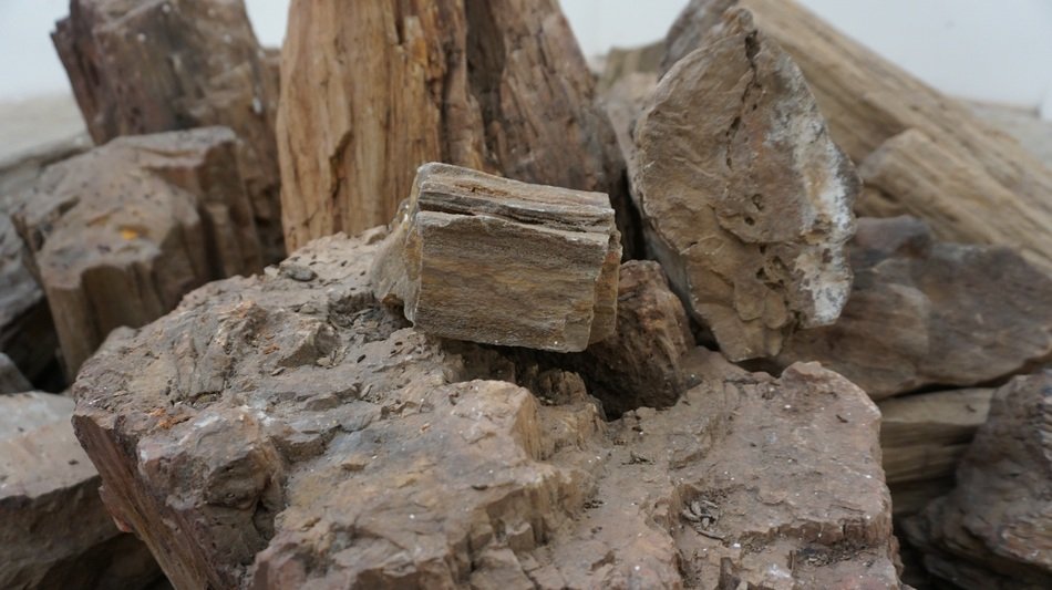 ancient petrified wood