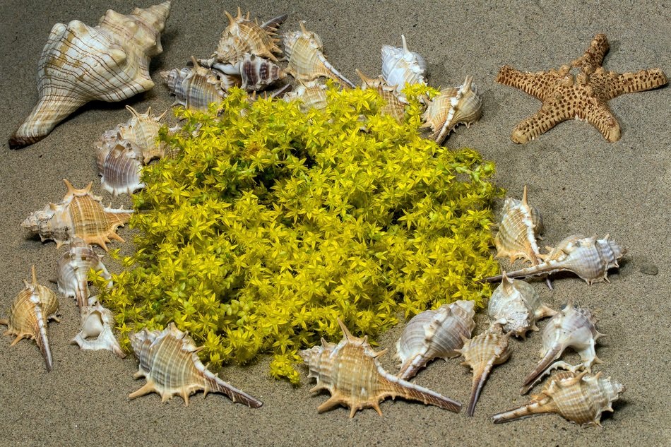 Mussels Sand Blossom
