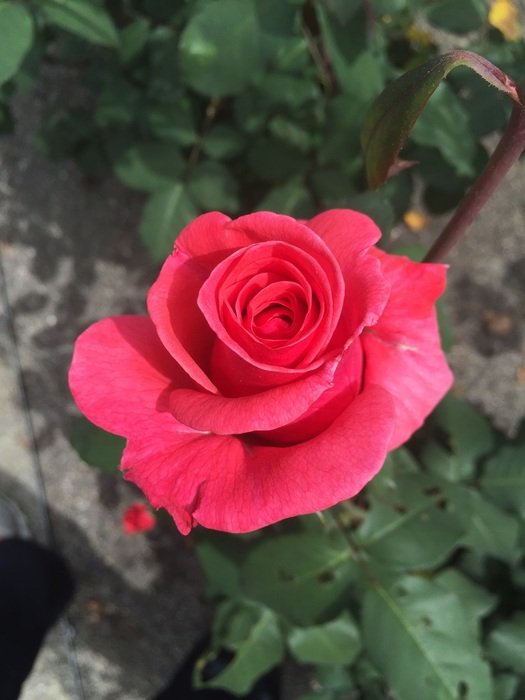 bush with a pink rose in the garden