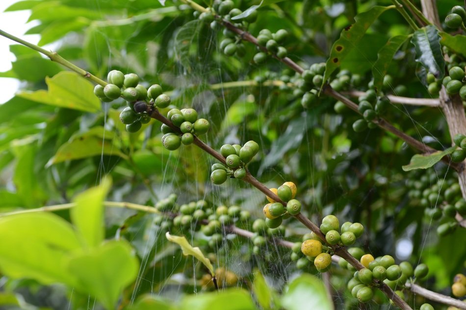 Coffee Tree