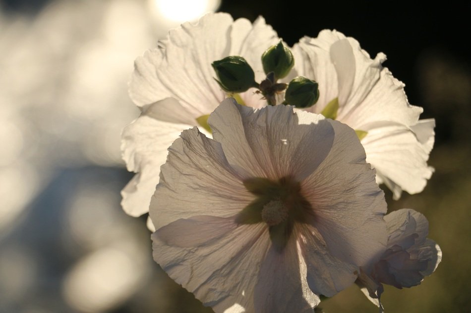 Spring white flowers at the sunlight