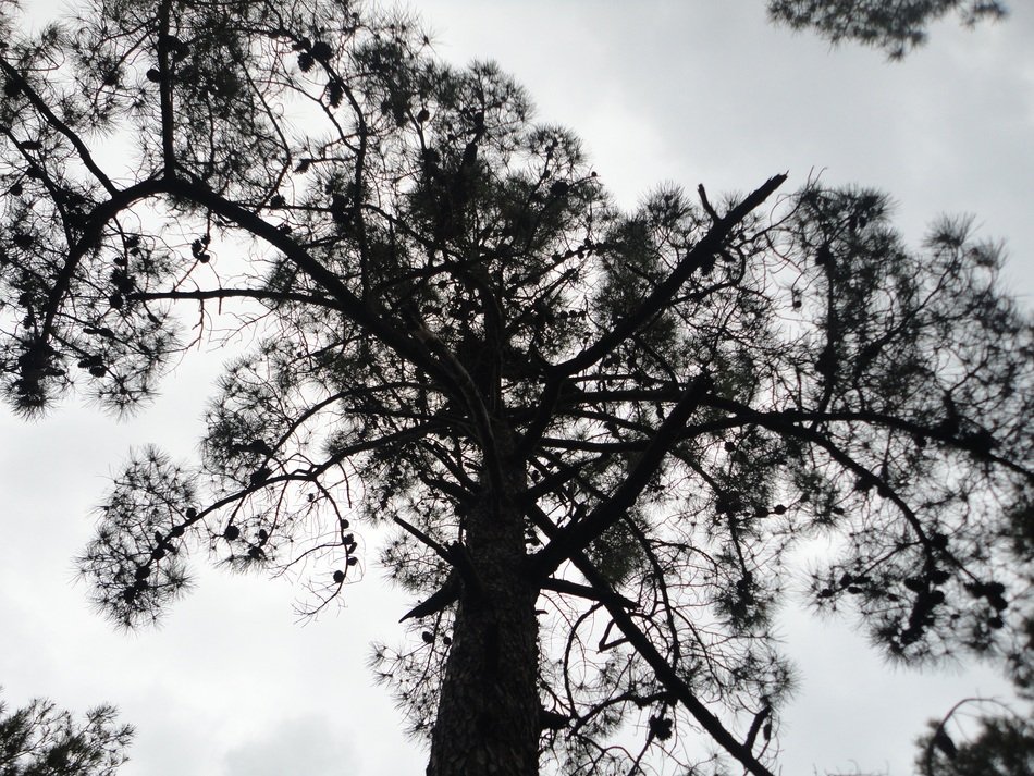 landscape of high tree with lots of leaves