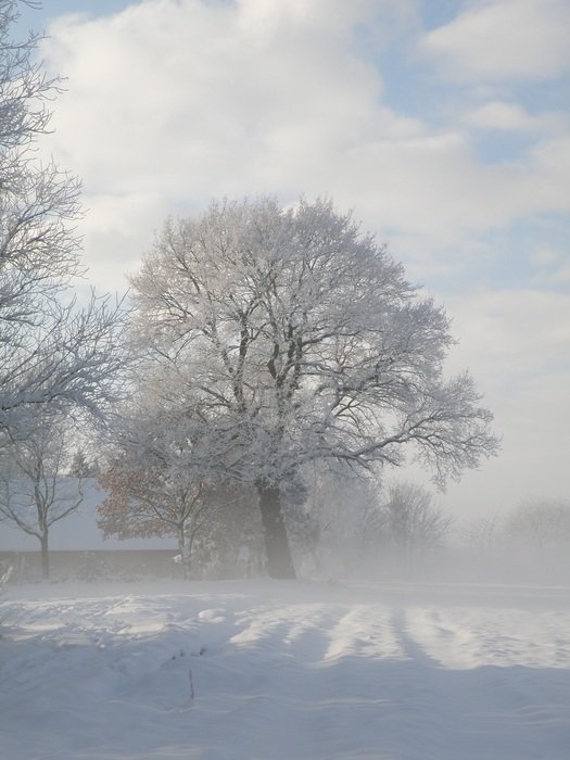 Wintry forest at the sunlight