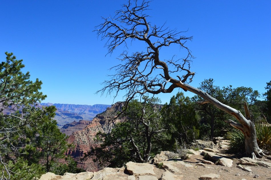 Landscape of desert in Grand Canyon