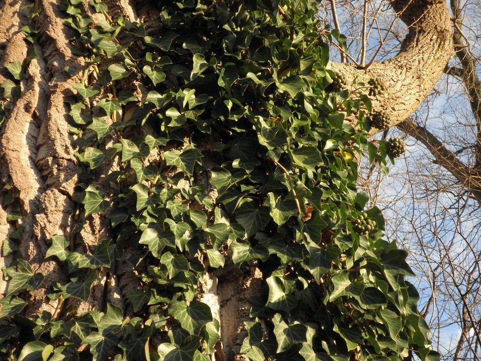 Close-up of curly green ivy on a tree with branches