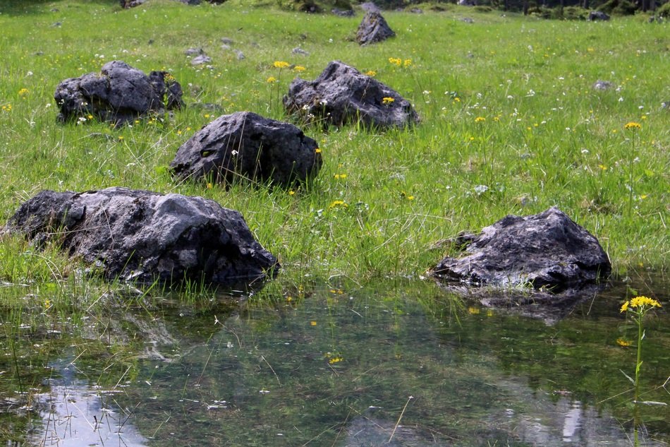 stones in the water among green grass