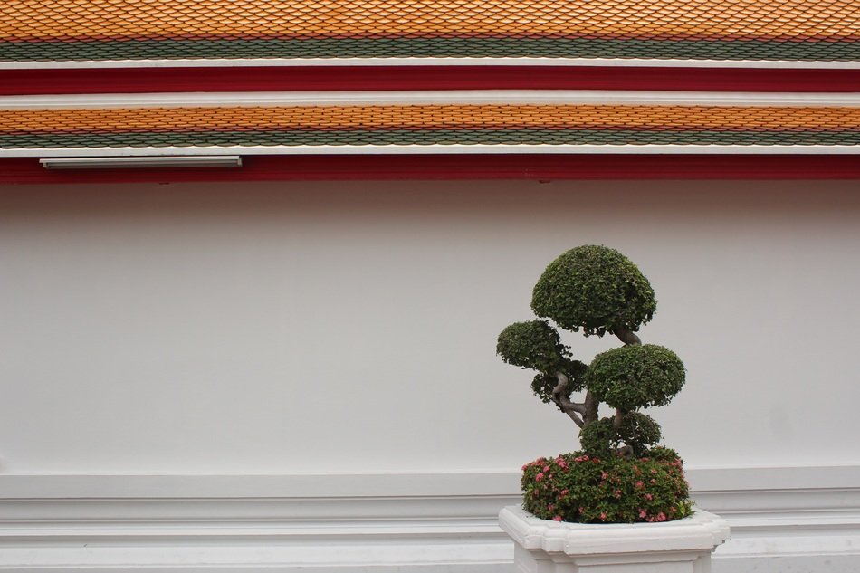Beautiful and colorful bonsai tree in the pot as a symbol