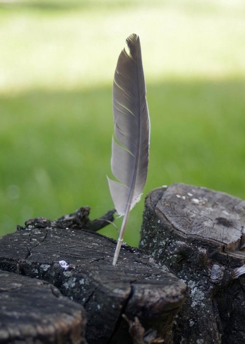 picturesque and pretty Feather