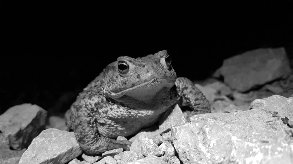 Toad on stone looking straight, black and white