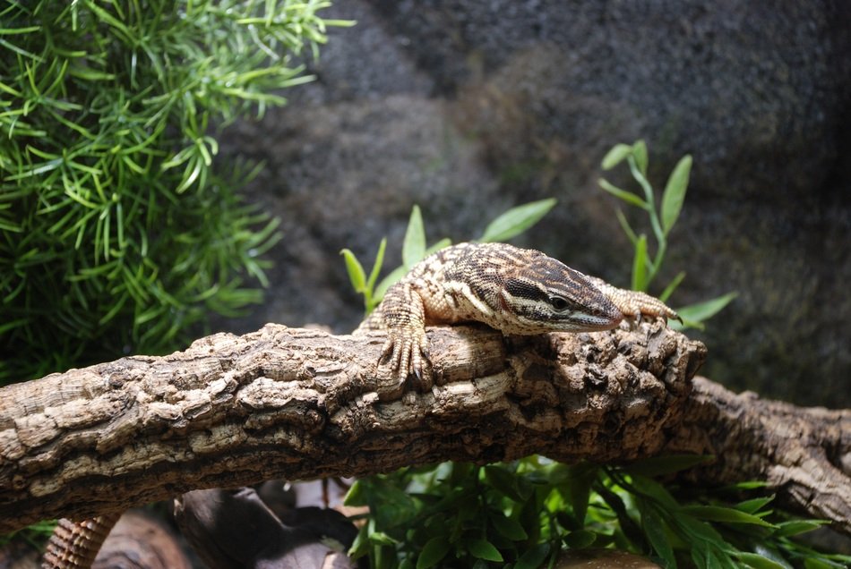 camouflaged reptile in the zoo