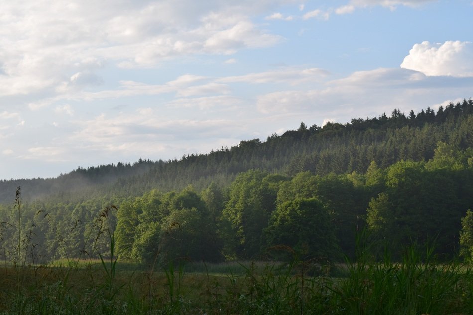 forest after rain in bavaria