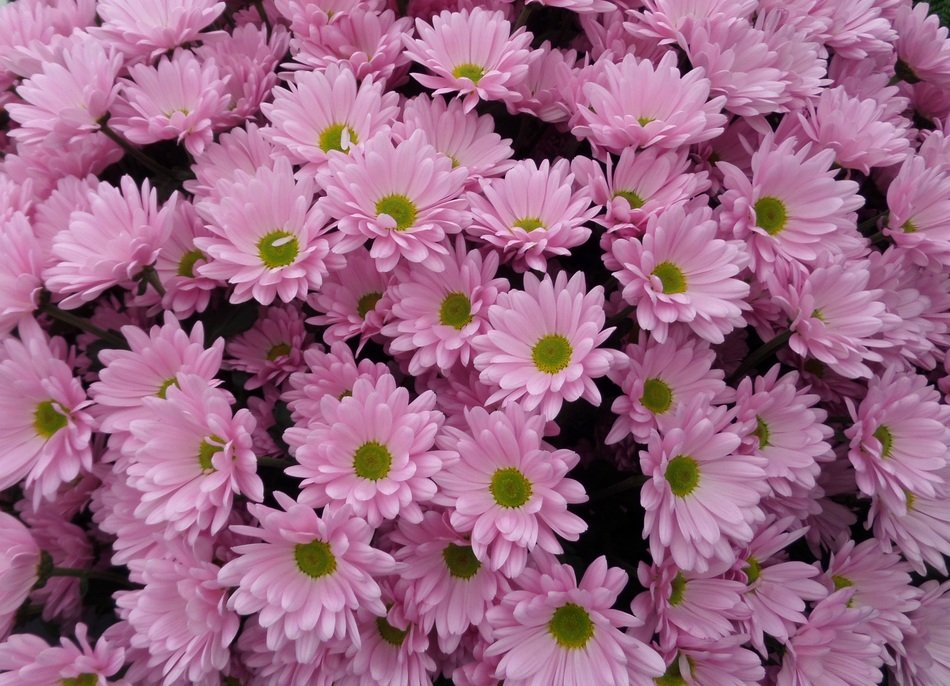 chrysanthemums like pink daisies