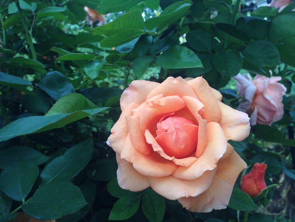 Tender pink rose flower nature