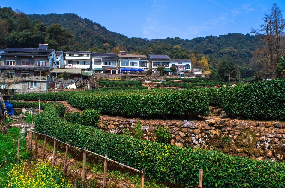 chinese farm
