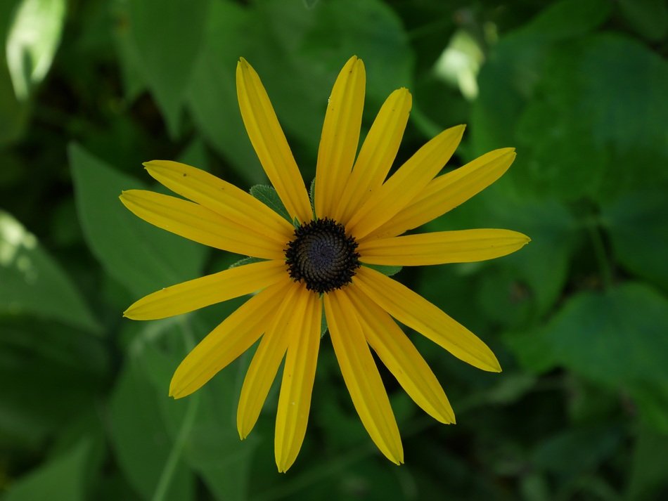rudbeckia, Yellow Flower and Green leaves