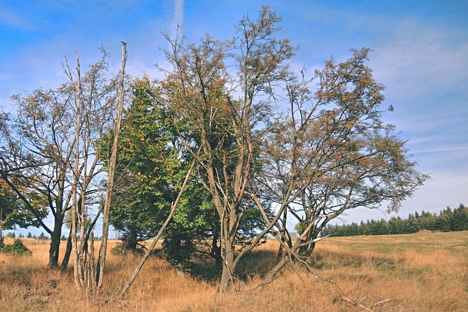 Tree branches on the landscape in autumn