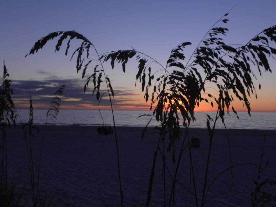 sea oat plants on the evening beach