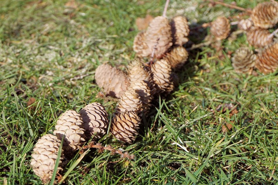 captivating Pine Cones