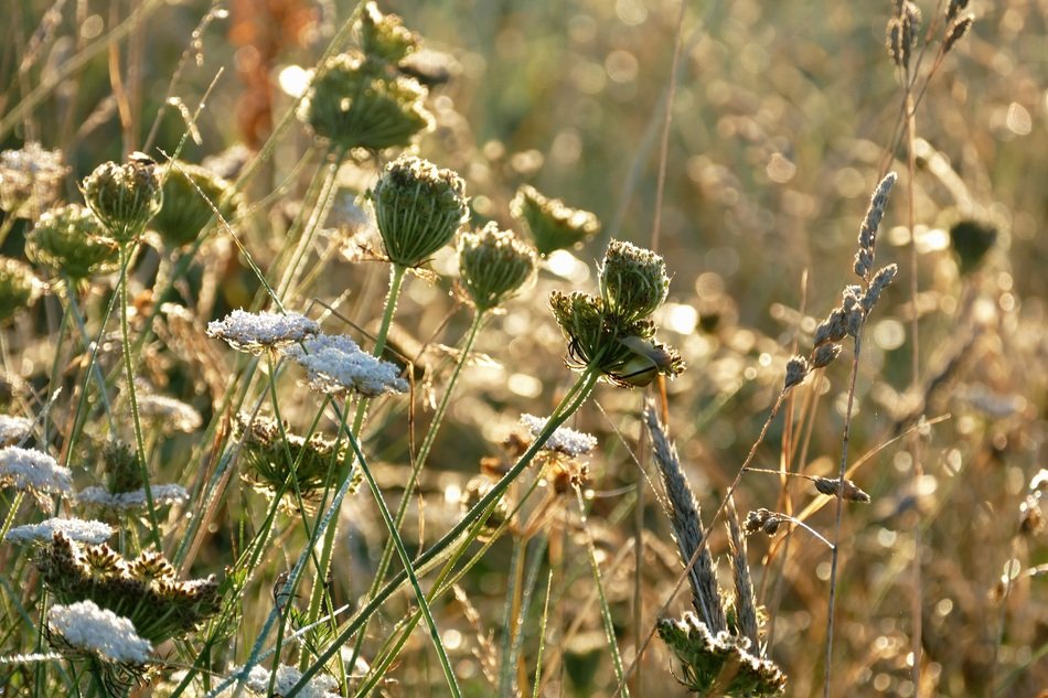 variety of meadow plants in the sunlight