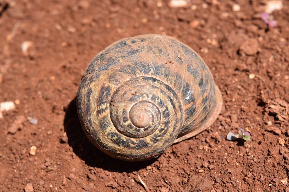 Closeup Picture of spiral Shell on a dirt