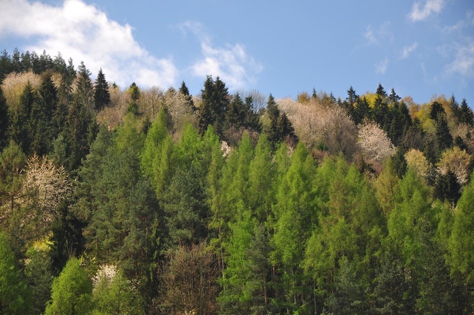 green trees on the hills in the forest