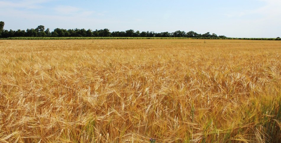 wheat field in summer close up