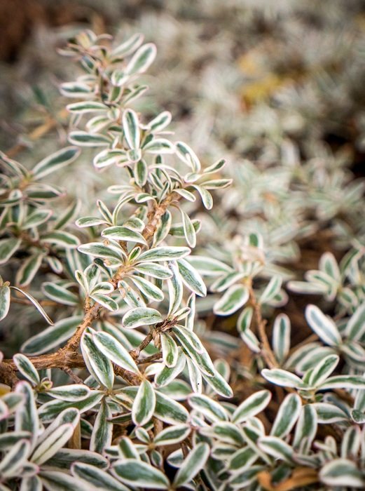 small plant with tiny foliage