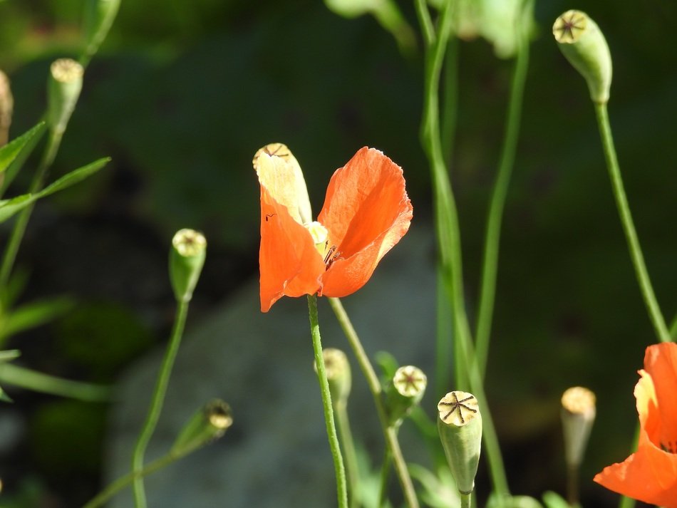 close photo of red poppy flowers on blurred background